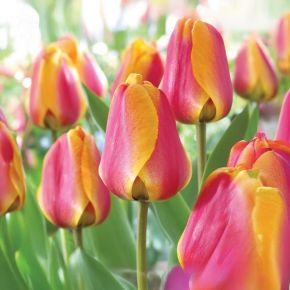 Apeldoorn's Elite Tulip